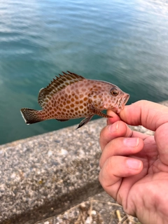 オオモンハタの釣果