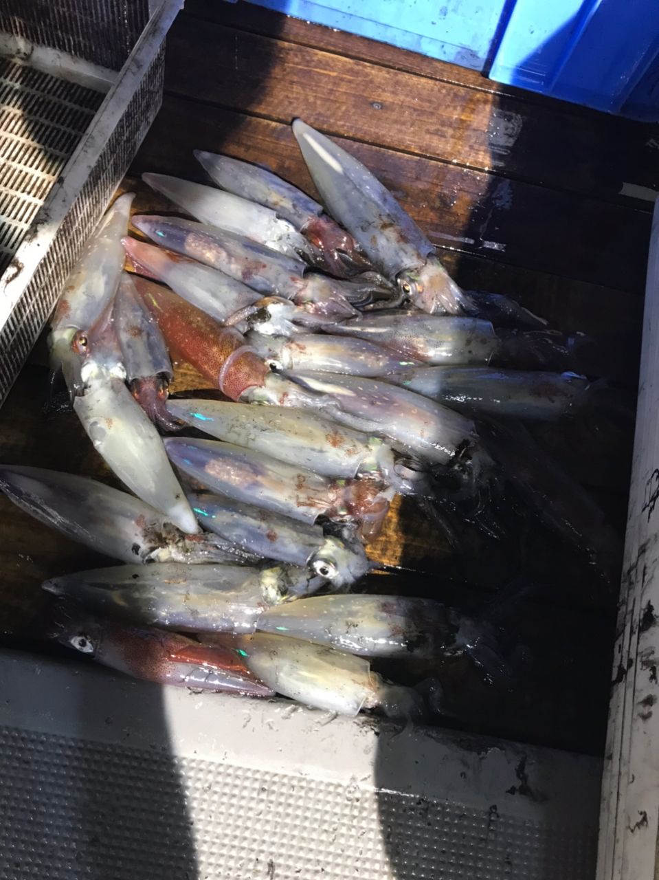ポアッソンさんの釣果 3枚目の画像