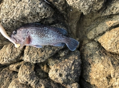 ソイの釣果