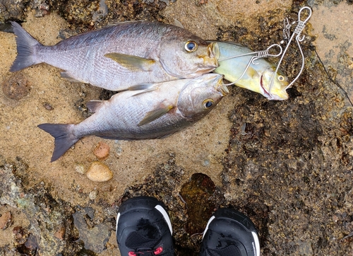 イサキの釣果