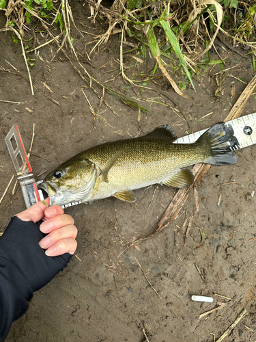 スモールマウスバスの釣果