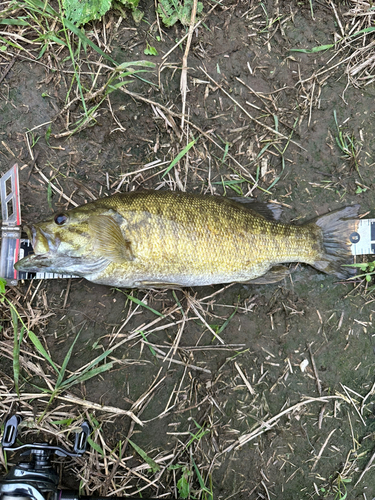 スモールマウスバスの釣果