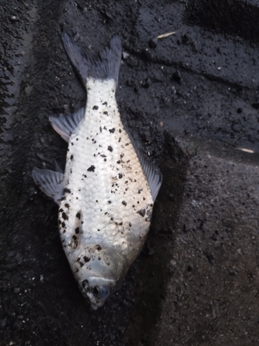 ヘラブナの釣果