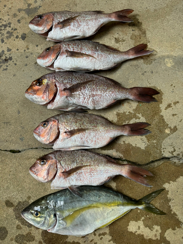 タイの釣果