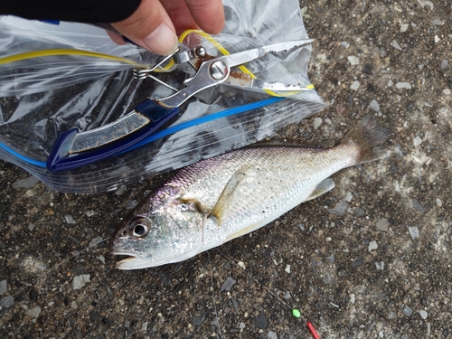 イシモチの釣果