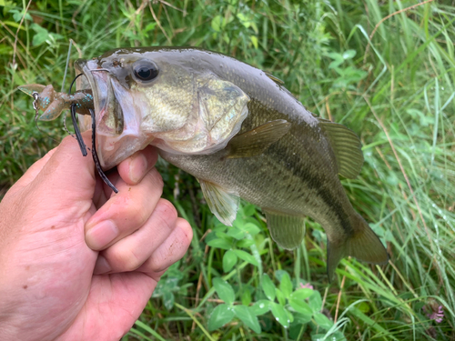 ラージマウスバスの釣果