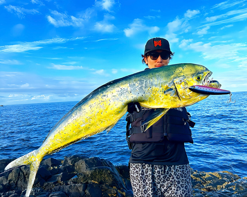 シイラの釣果