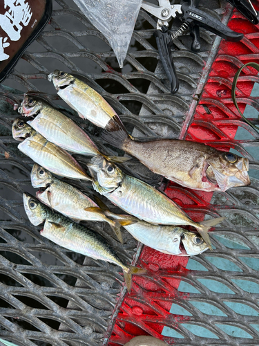 アジの釣果