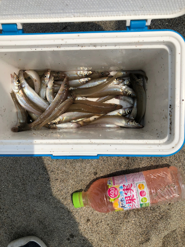 キスの釣果