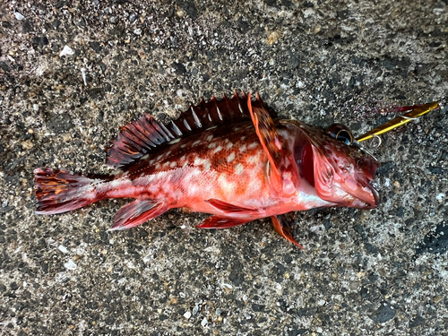 アラカブの釣果