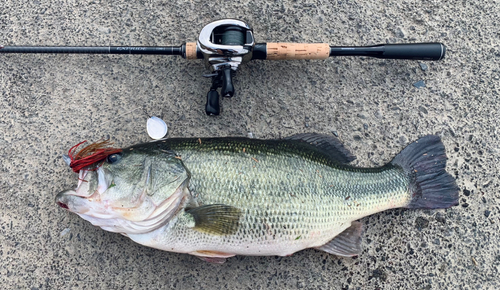 ブラックバスの釣果