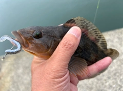 アイナメの釣果