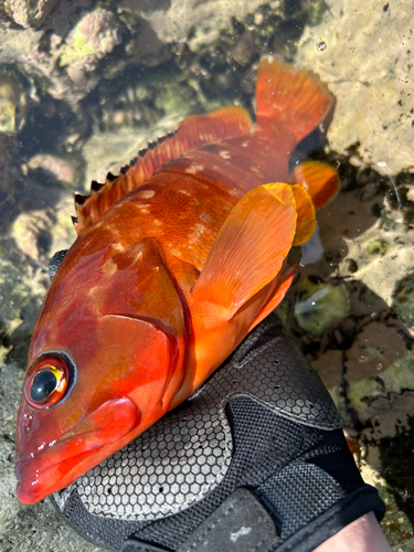 アカハタの釣果