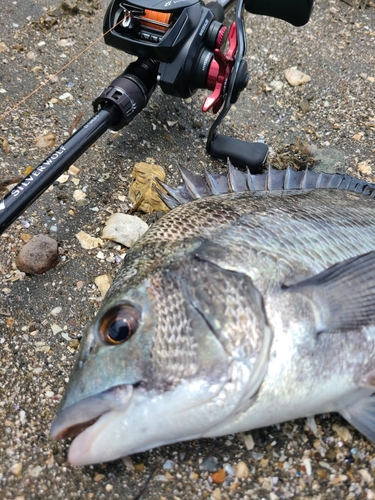 チヌの釣果