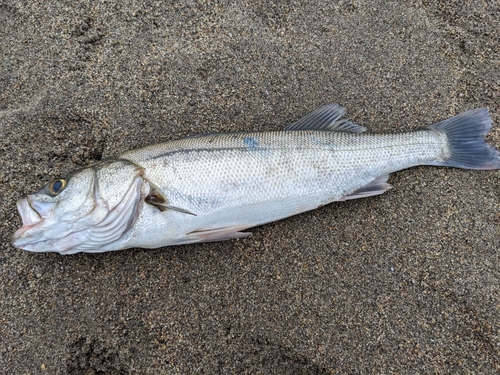 セイゴ（マルスズキ）の釣果