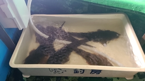 マゴチの釣果