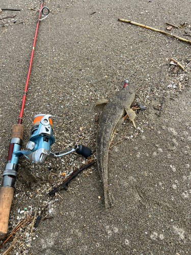 マゴチの釣果