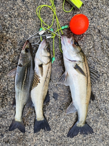 ハネ（マルスズキ）の釣果