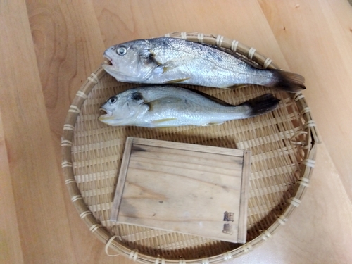 イシモチの釣果