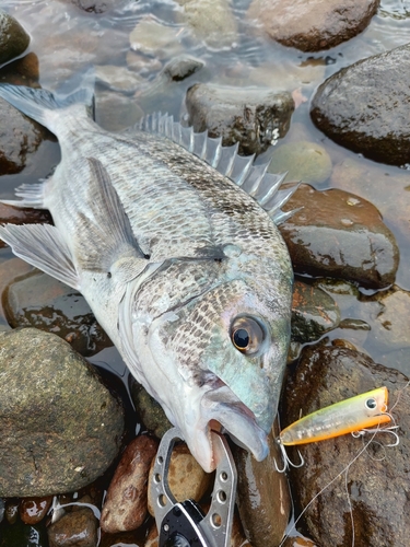 チヌの釣果