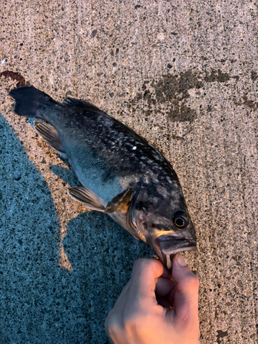 クロソイの釣果