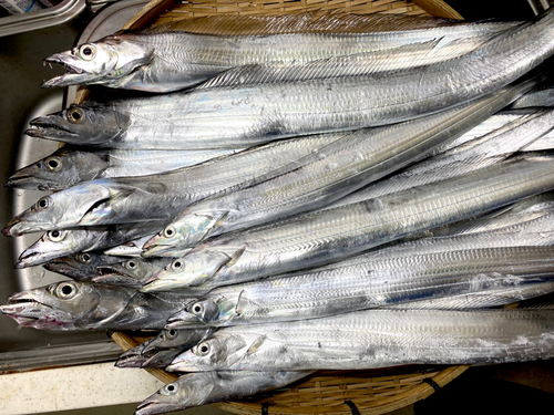 タチウオの釣果