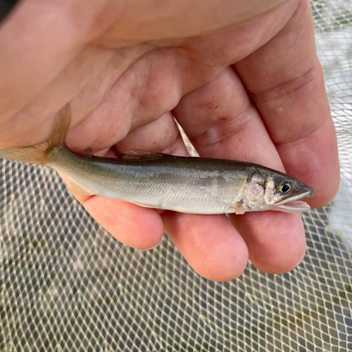 アユの釣果