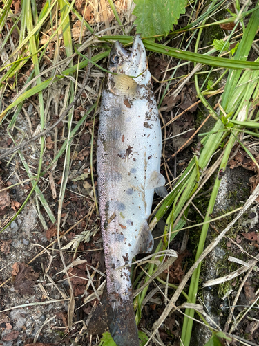 ヤマメの釣果