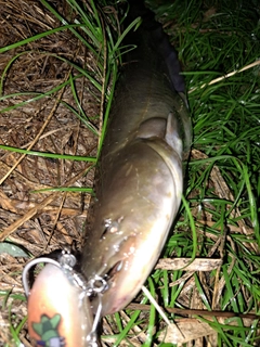 ナマズの釣果