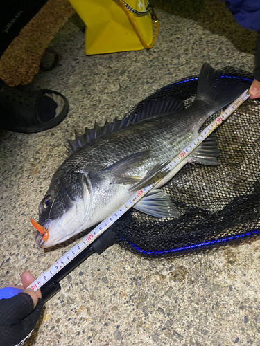 クロダイの釣果