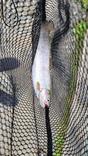 ニジマスの釣果