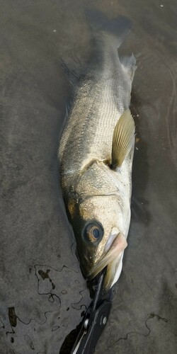 フッコ（マルスズキ）の釣果