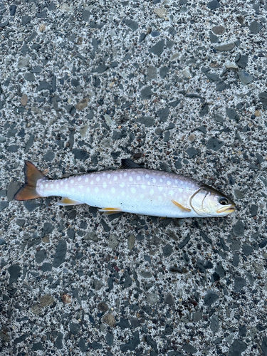 アメマスの釣果