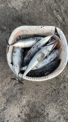 マルソウダの釣果