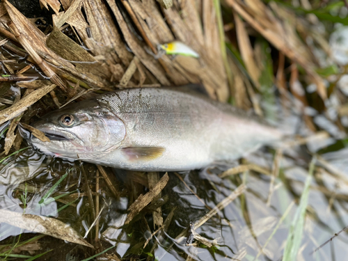 ヤマメの釣果