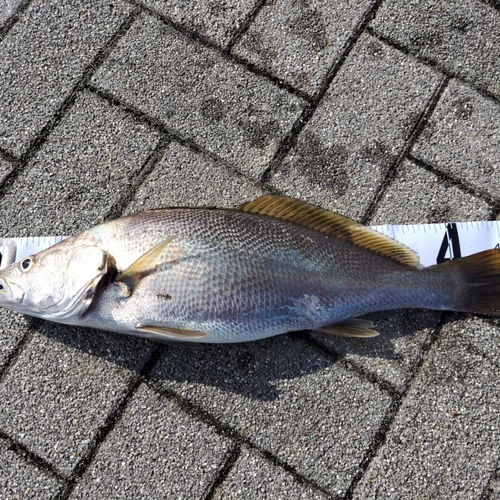 オオニベの釣果