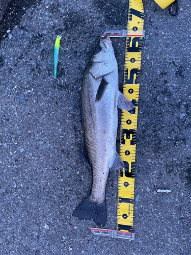 シーバスの釣果