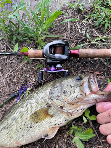 ブラックバスの釣果