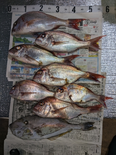 タイの釣果