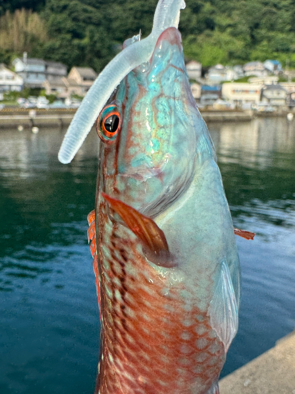 カマス