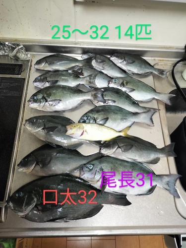 グレの釣果