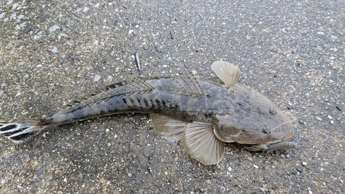 マゴチの釣果