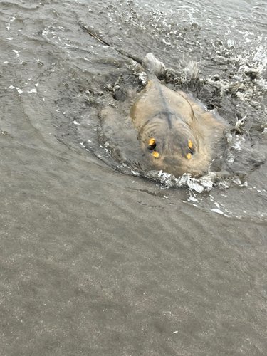 アカエイの釣果