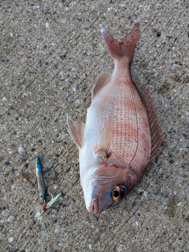 マダイの釣果