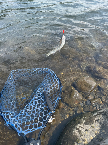 ニジマスの釣果