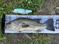 ブラックバスの釣果