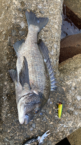 クロダイの釣果