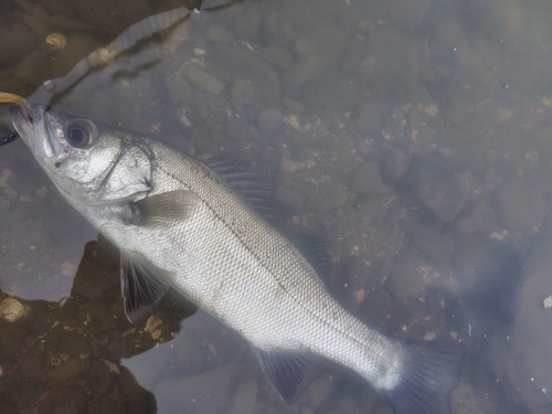 フッコ（ヒラスズキ）の釣果