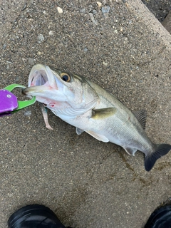 フッコ（マルスズキ）の釣果