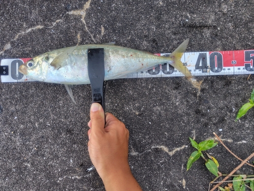 マアジの釣果